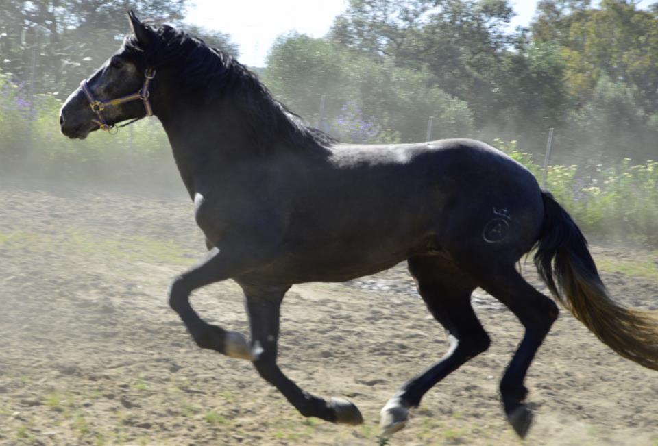 11393099_767420606712033_7756200154204083720_n