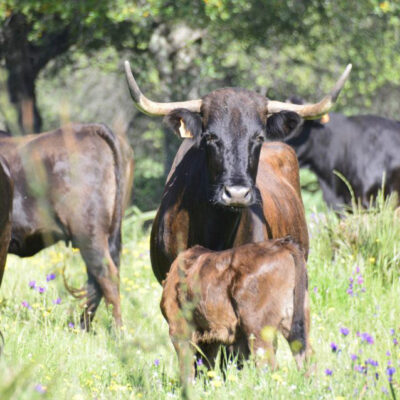 Image pour le nombre de choix 2