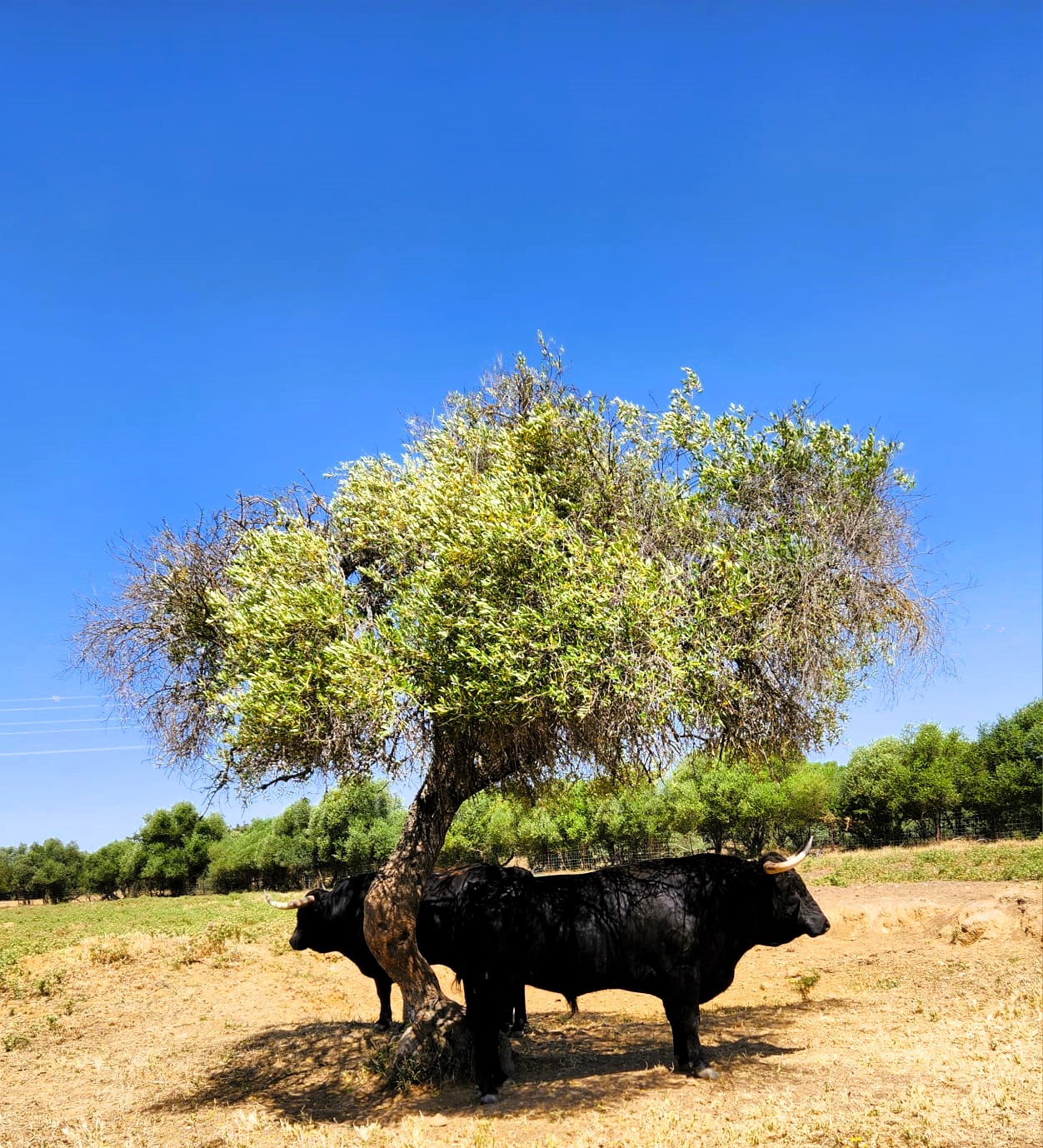 Visite de ganaderia a Seville 2 toros sous un arbre 