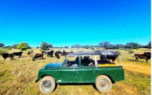 Land Rover Serie 3 des Visites du campo bravo